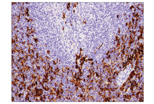 Immunohistochemistry Image 2: CD11c (D1V9Y) Rabbit mAb (BSA and Azide Free)