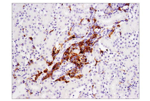 Immunohistochemistry Image 4: CD11c (D1V9Y) Rabbit mAb (BSA and Azide Free)