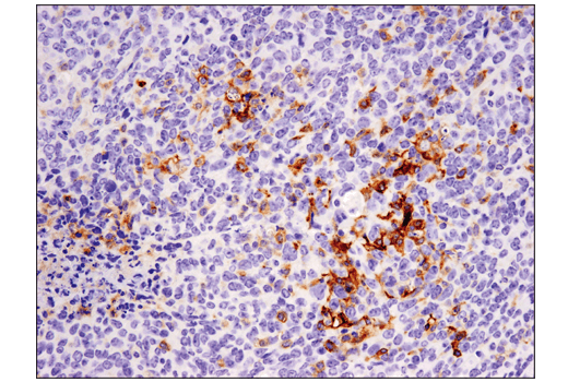 Immunohistochemistry Image 1: CD11c (D1V9Y) Rabbit mAb (BSA and Azide Free)