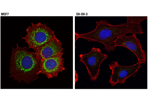 Immunofluorescence Image 1: Mcl-1 (D5V5L) Rabbit mAb