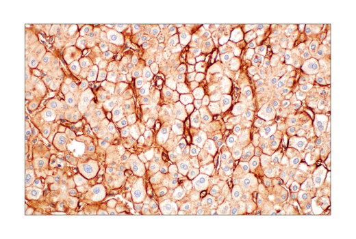 Immunohistochemistry Image 1: ApoE4 (E5M4L) Rabbit mAb