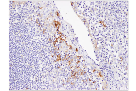 Immunohistochemistry Image 2: PD-L1 (405.9A11) Mouse mAb (BSA and Azide Free)
