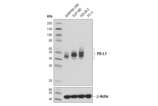 Western Blotting Image 1: PD-L1 (405.9A11) Mouse mAb (BSA and Azide Free)