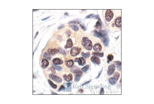 Immunohistochemistry Image 1: Ubiquitin (P4D1) Mouse mAb