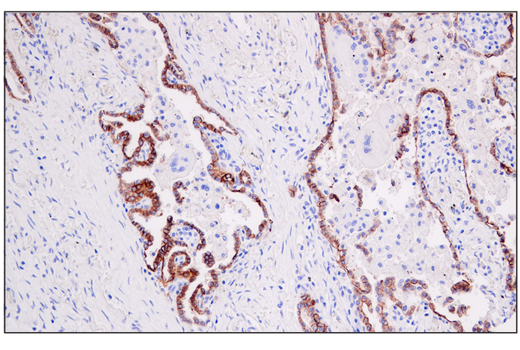 Immunohistochemistry Image 2: AQP4 (D1F8E) XP® Rabbit mAb (BSA and Azide Free)