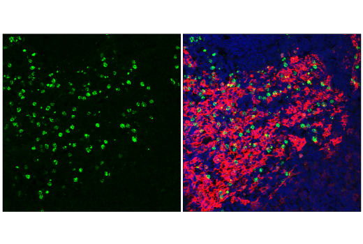 Immunofluorescence Image 1: CD69 (H1.2F3) Hamster mAb (FITC Conjugate)