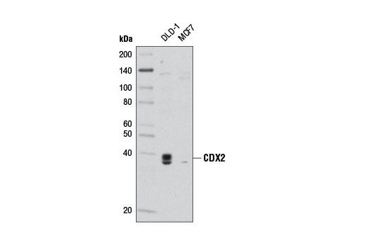 Western Blotting Image 1: CDX2 Antibody