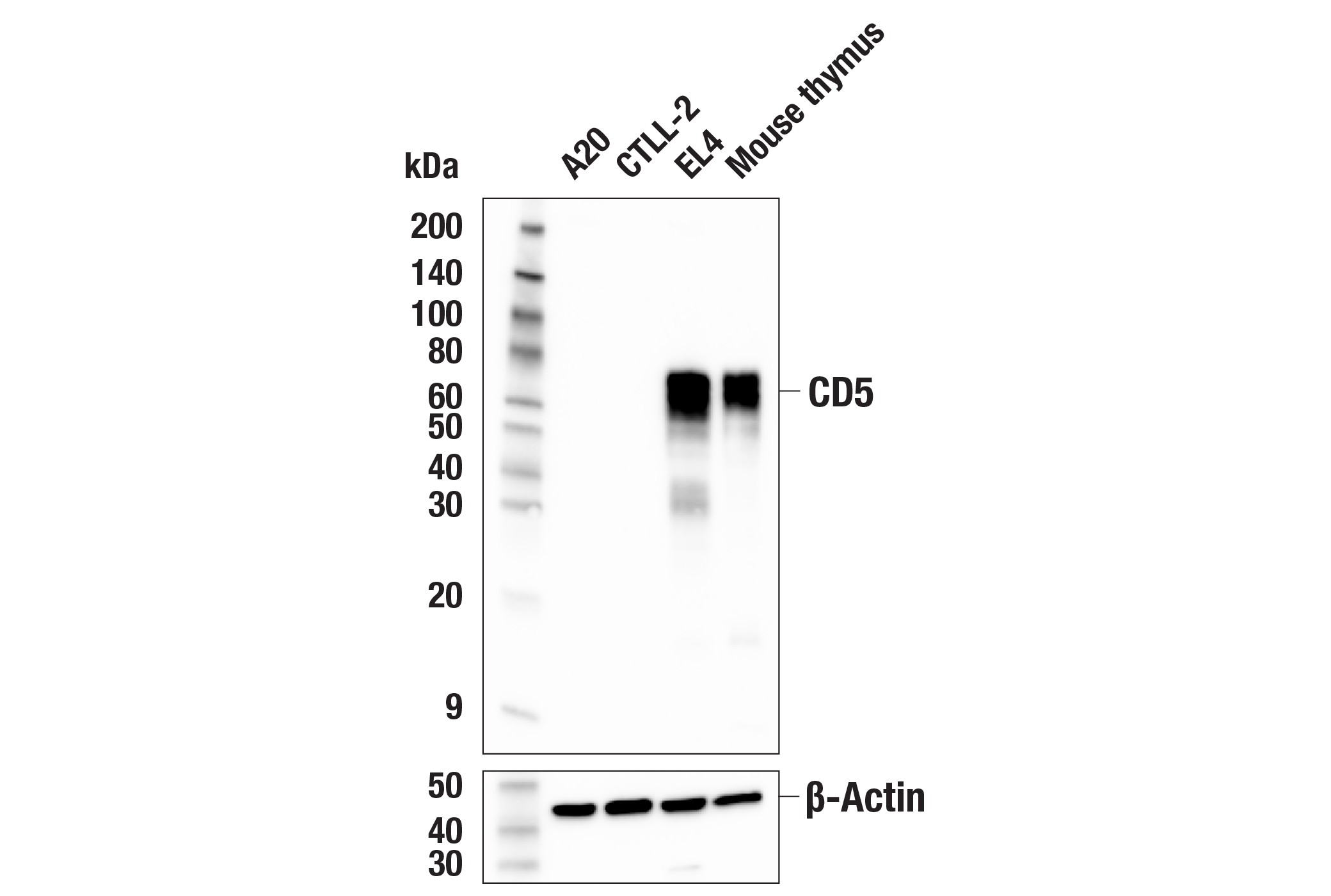 Western Blotting Image 1: CD5 (E6N9S) Rabbit mAb (BSA and Azide Free)