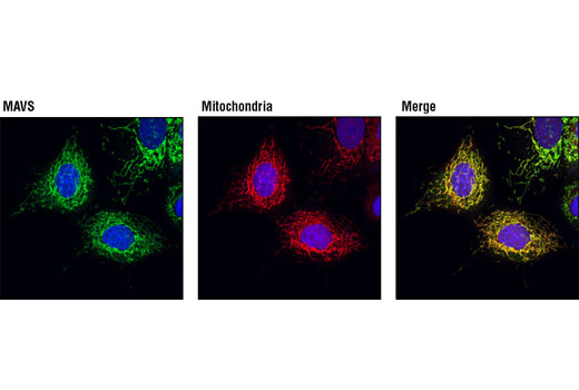 Immunofluorescence Image 1: MAVS Antibody