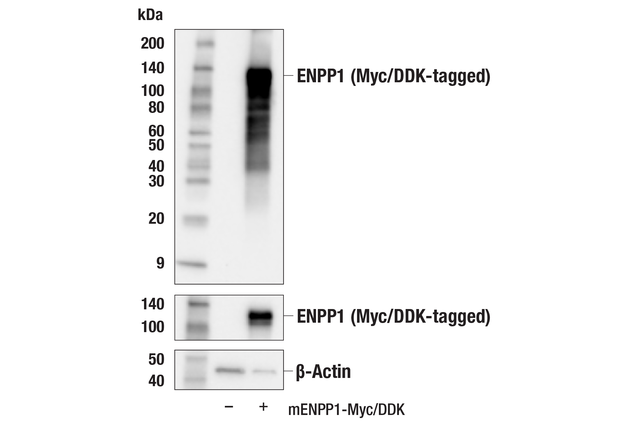 Western Blotting Image 2: ENPP1 (E4I2P) Rabbit mAb