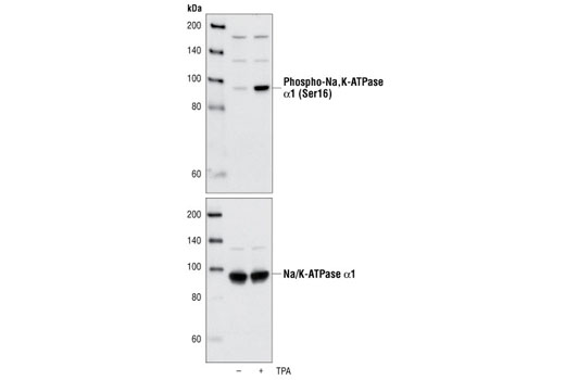 Western Blotting Image 1: Phospho-Na,K-ATPase α1 (Ser16) Antibody