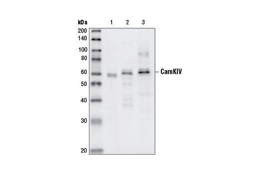 Western Blotting Image 1: CaMKIV Antibody