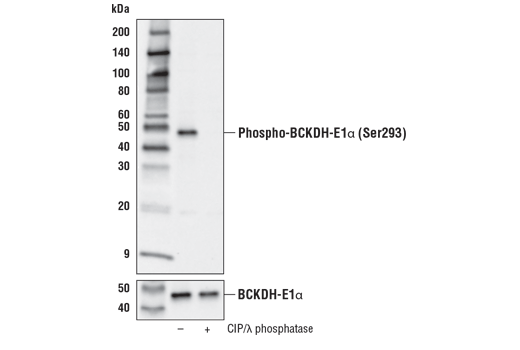 Western Blotting Image 2: Phospho-BCKDH-E1α (Ser293) (E2V6B) Rabbit mAb