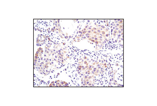 Immunohistochemistry Image 2: ACSL1 Antibody