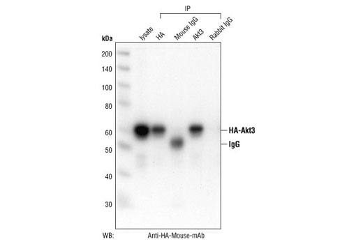 Immunoprecipitation Image 2: Akt3 Antibody