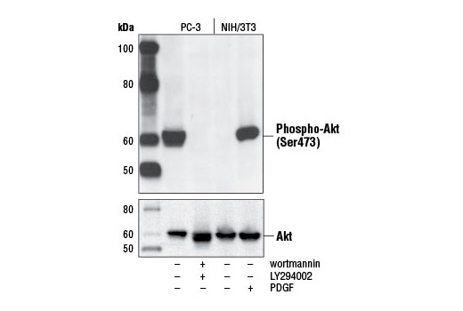  Image 6: AS160 Signaling Antibody Sampler Kit