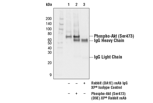  Image 6: PhosphoPlus® Akt (Ser473) Antibody Duet