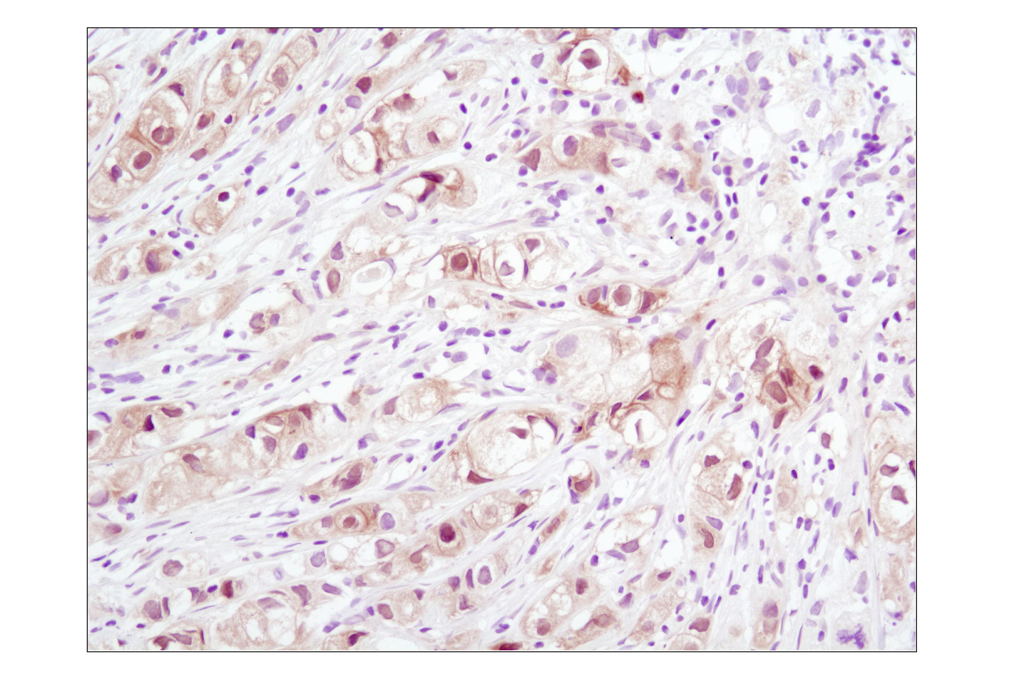  Image 29: Microglia Interferon-Related Module Antibody Sampler Kit