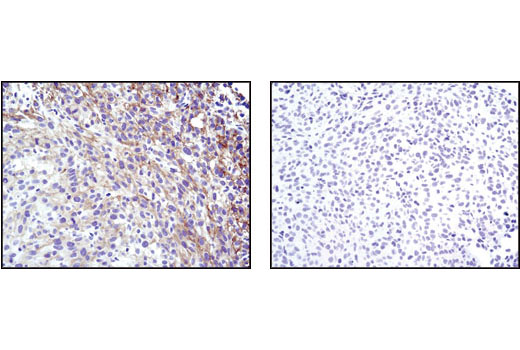  Image 43: Microglia Interferon-Related Module Antibody Sampler Kit