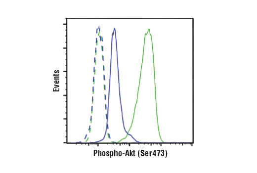 Image 17: PhosphoPlus® Akt (Ser473) Antibody Duet