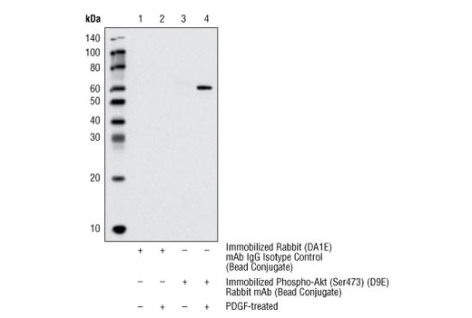 Immunoprecipitation Image 1: Phospho-Akt (Ser473) (D9E) XP® Rabbit mAb (Sepharose® Bead Conjugate)