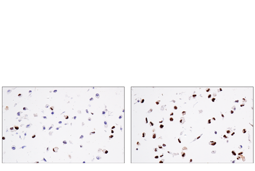 Immunohistochemistry Image 3: Phospho-ATF-2 (Thr69/71)/ATF-7 (Thr51/53) Antibody