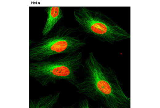 Immunofluorescence Image 2: Propidium Iodide (PI)/RNase Staining Solution