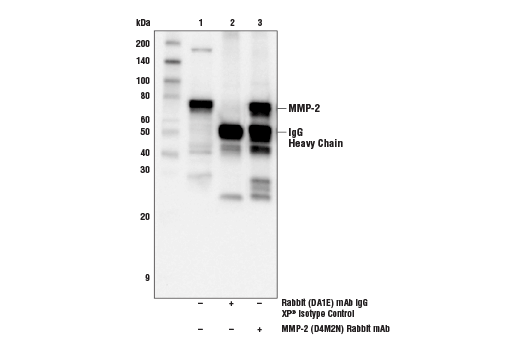  Image 19: ECM Profiling Antibody Sampler Kit