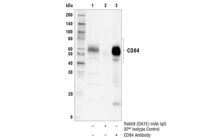 Immunoprecipitation Image 1: CD84 Antibody