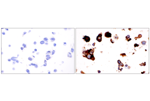 Immunohistochemistry Image 6: TMEM119 (E3E4T) Mouse mAb