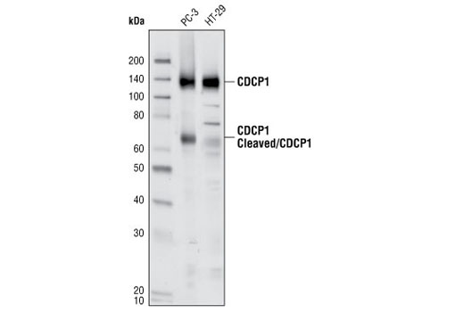 Western Blotting Image 1: CDCP1 Antibody