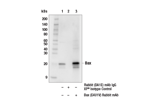 Immunoprecipitation Image 1: Bax (E4U1V) Rabbit mAb