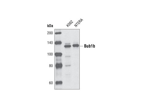 Western Blotting Image 1: Bub1b Antibody