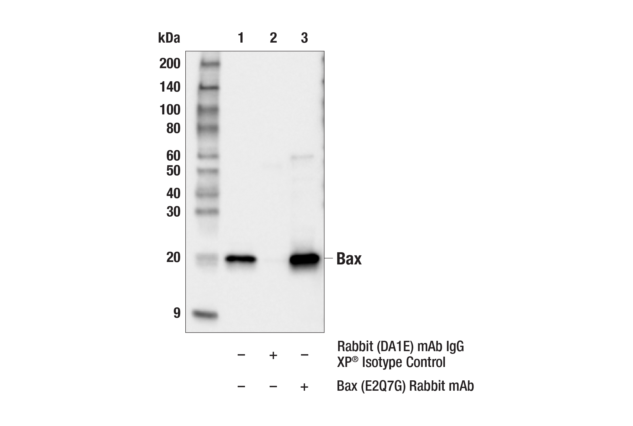 Immunoprecipitation Image 1: Bax (E2Q7G) Rabbit mAb
