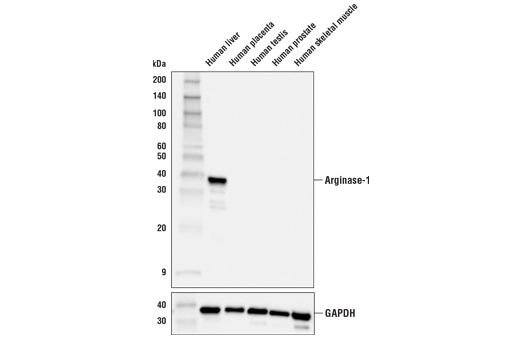 Western Blotting Image 1: Arginase-1 (E4U1I) Mouse mAb (BSA and Azide Free)