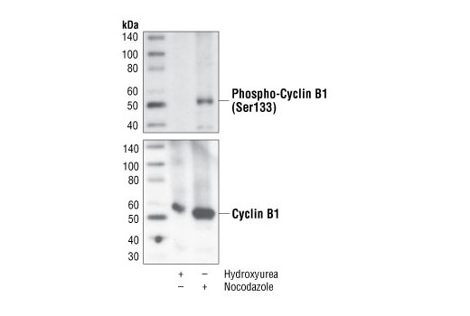 Western Blotting Image 1: Phospho-Cyclin B1 (Ser133) (9E3) Rabbit mAb