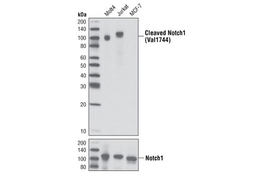  Image 2: PhosphoPlus® Notch1 (Cleaved, Val1744) Antibody Duet
