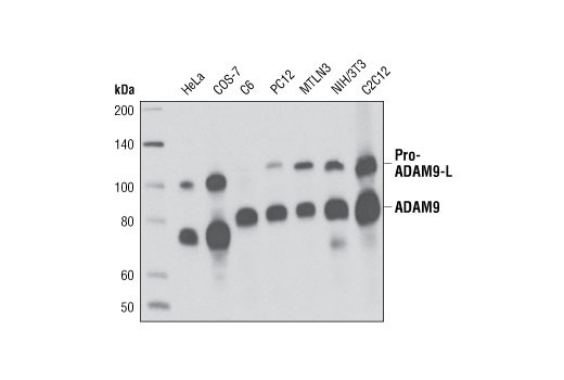  Image 7: Notch Receptor Interaction Antibody Sampler Kit