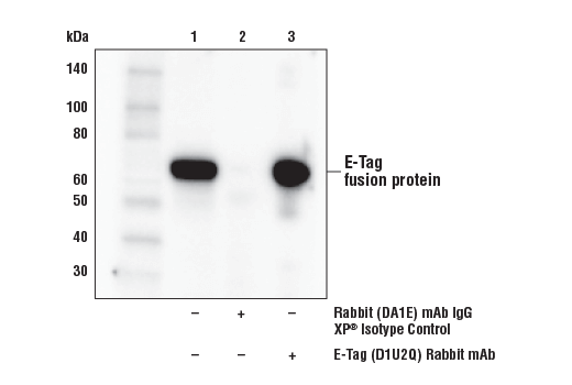 Immunoprecipitation Image 1: E-Tag (D1U2Q) Rabbit mAb