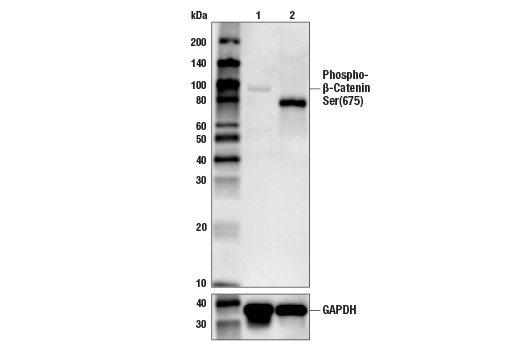 Image 3: PhosphoPlus® β-Catenin (Ser675) Antibody Duet