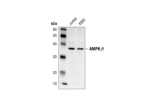 Western Blotting Image 1: AMPKγ1 Antibody