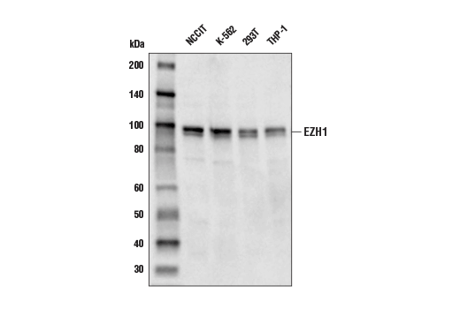  Image 8: Polycomb Group 2 (PRC2) Antibody Sampler Kit
