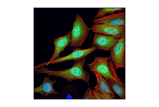 Immunofluorescence Image 1: 4E-BP1 (53H11) Rabbit mAb (BSA and Azide Free)