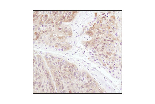 Immunohistochemistry Image 3: 4E-BP1 (53H11) Rabbit mAb (BSA and Azide Free)