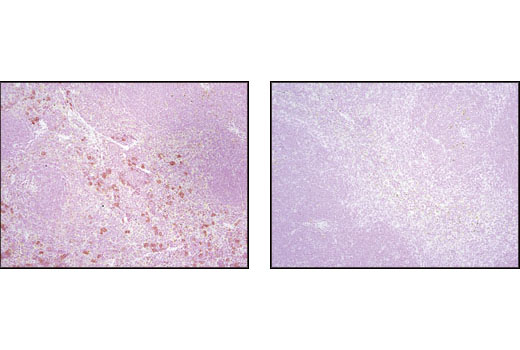 Immunohistochemistry Image 4: 4E-BP1 (53H11) Rabbit mAb (BSA and Azide Free)