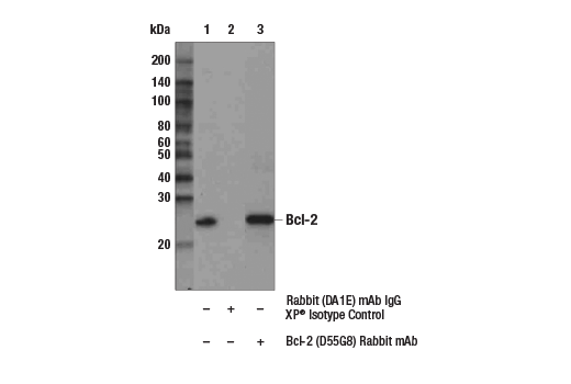 Immunoprecipitation Image 1: Bcl-2 (D55G8) Rabbit mAb