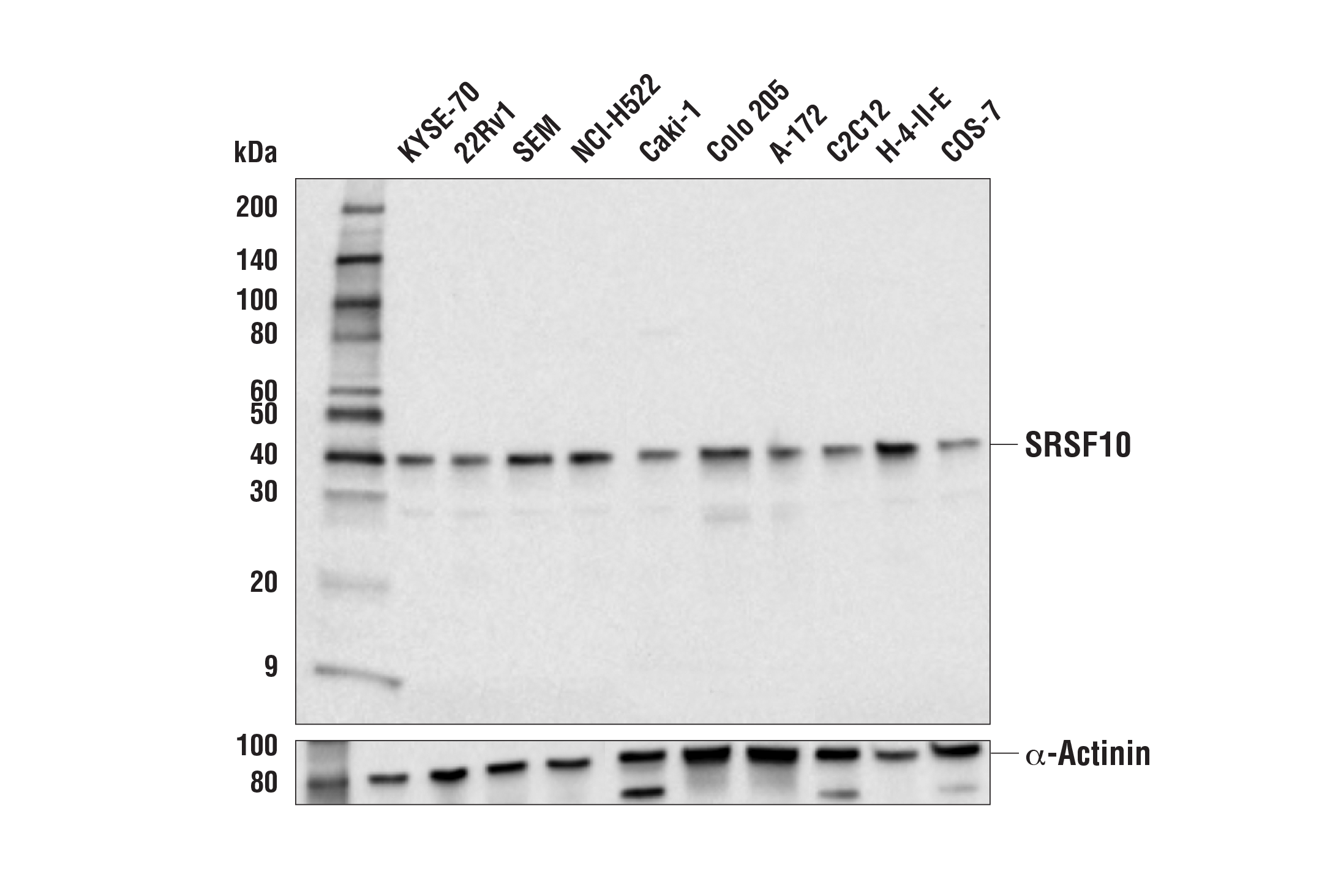 Western Blotting Image 1: SRSF10 Antibody