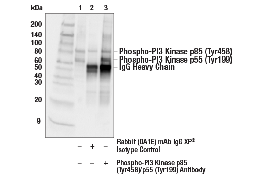 Immunoprecipitation Image 1: Phospho-PI3 Kinase p85 (Tyr458)/p55 (Tyr199) Antibody