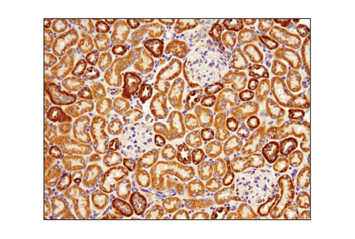  Image 20: Mitochondrial Dynamics Antibody Sampler Kit