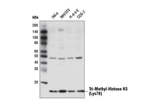  Image 2: Tri-Methyl Histone H3 Antibody Sampler Kit